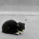 单人单马放单枪✿