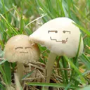 橴蘫蕥兿