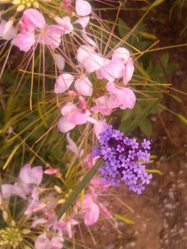 董忆芳的主播照片