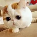 我可真弄你♪