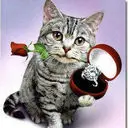 蓝色龙猫