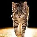 馋猫啊