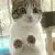 猫仙人王小贱