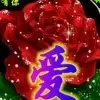 雪松あぁ飞ぉ鹰