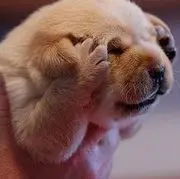 ╰๑紅人小狼狗๑ゝ