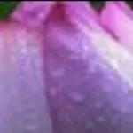 ♔♍♉♔√E吻苏苏