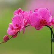 青松08