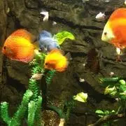 江南贤哥哥