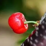 剪秋罗