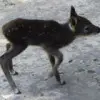 梅香自寒来