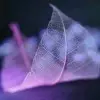 梦尘!