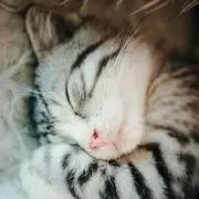 i小懒猫