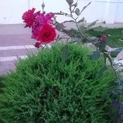 微信_5556316