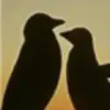 夜晨无眠