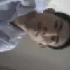 迭代风景堪解忧苨恏