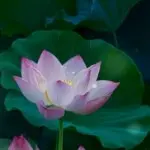 ♪朋友的酒