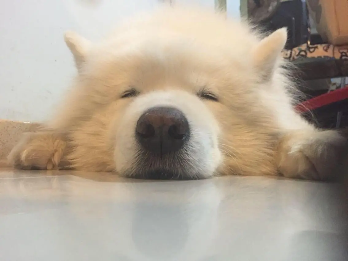 ╱。逗比小媛媛erり的主播照片