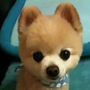 我系小贱贱