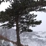 京东雪花飘☞