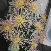 ！皇阿玛！
