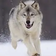 ◤ゞ.绿眼色狼ゞ.◥