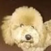穷人阿非