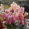 铁棉花