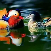 绿叶配鲜花：-)