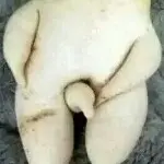 ✿ゞ狼君ゞ✿