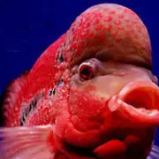 🐙鱼鱼哥🐙