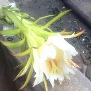 波波牛73