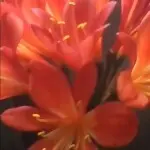 痴情风流浪人