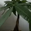 随遇而安ak