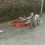 殷勤傲骨