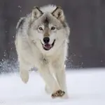 杀狼花