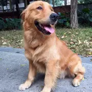 ♥丶喜之狼つ