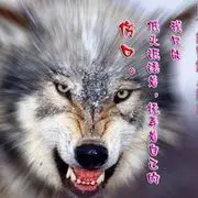 ㄣ草原狼╬