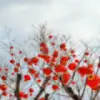 啊大象无形