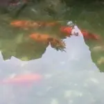 我好新欢