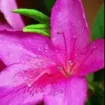 @爱你的阳光