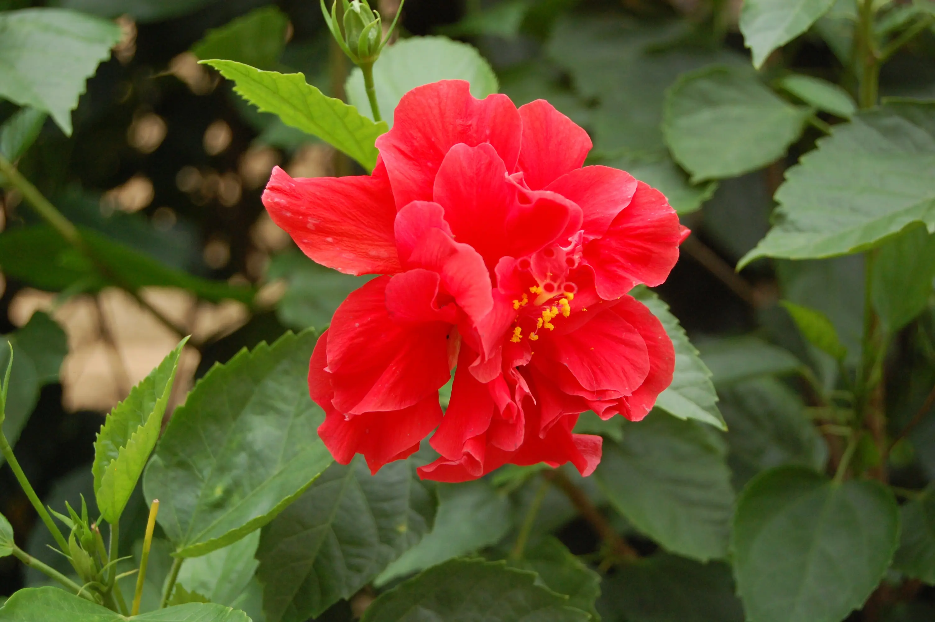 玮好缘来的图片