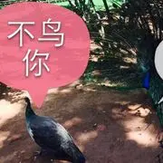 K哥169