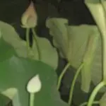 进入凡尘