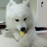 👉没事转转