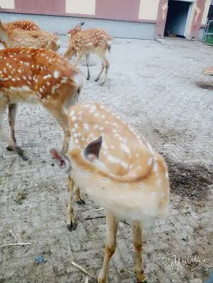 ℳ๓₯㎕哈尼ヅ的主播照片
