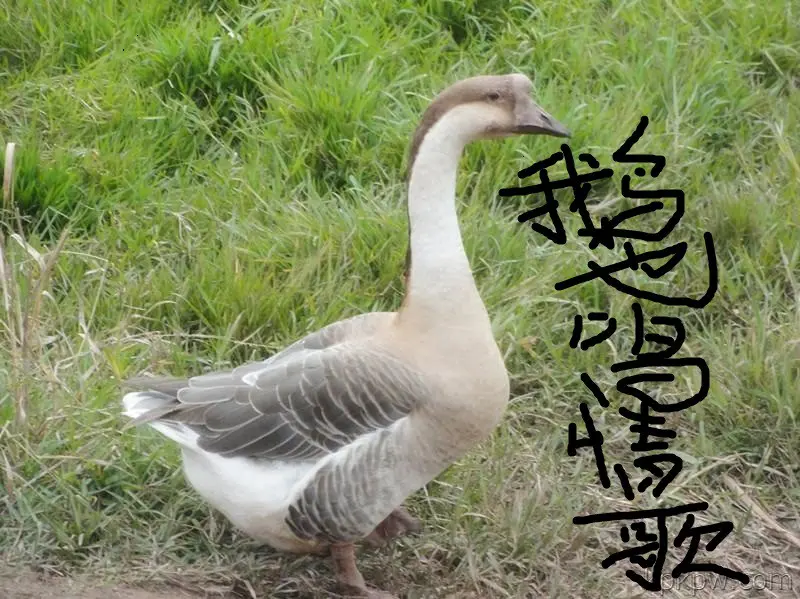 没点，B。数的主播照片