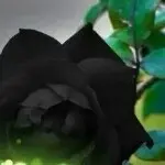 @@杰哥//@@