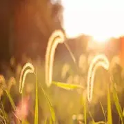 0飞翔的希望0