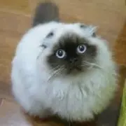 老猫plus