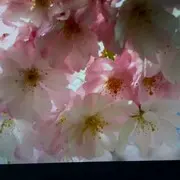 中原3狼